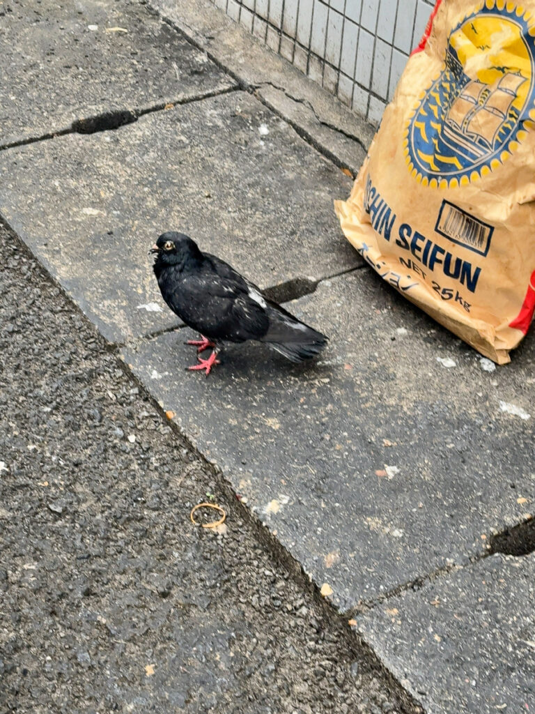 三田本店近くの鳩